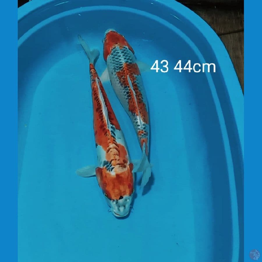 jumbo 2 ekor 43 44cm