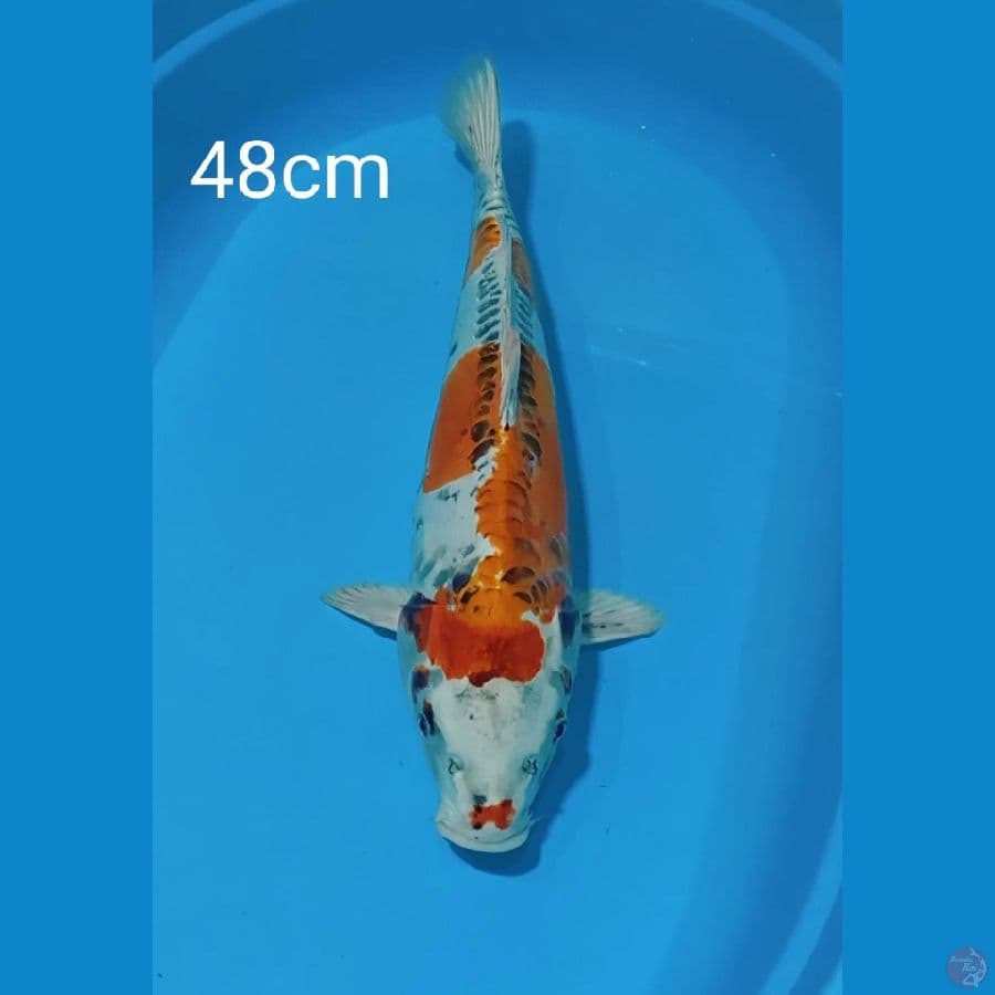 jumbo benikikokuryu 48cm