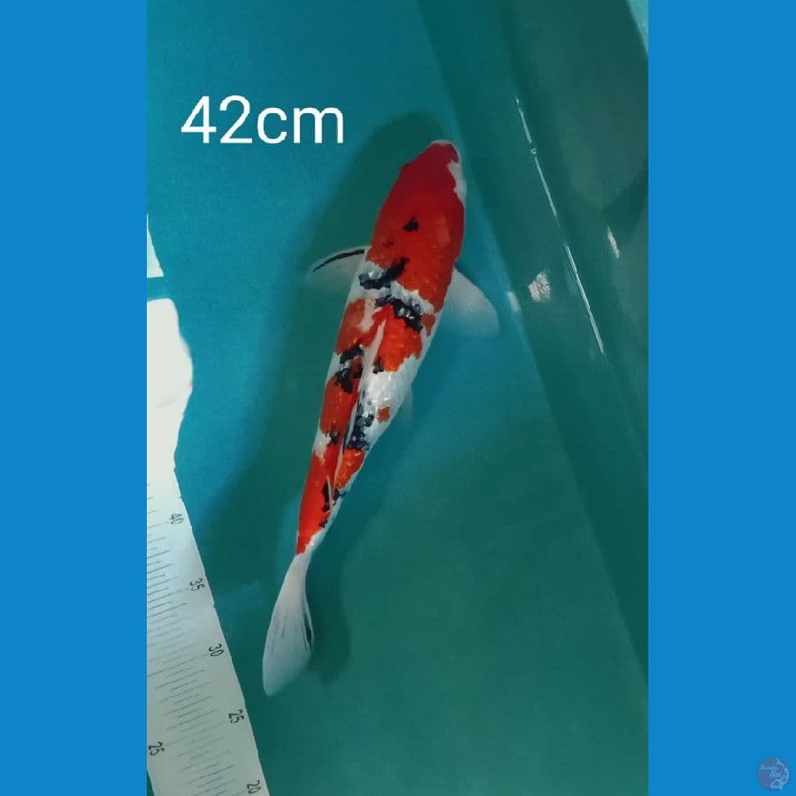 jumbo sanke ginrin 42cm