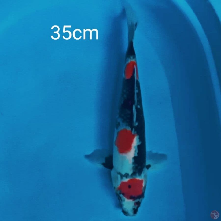 showa 35cm