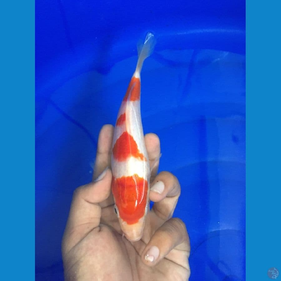 Minion Kohaku hq - 18cm