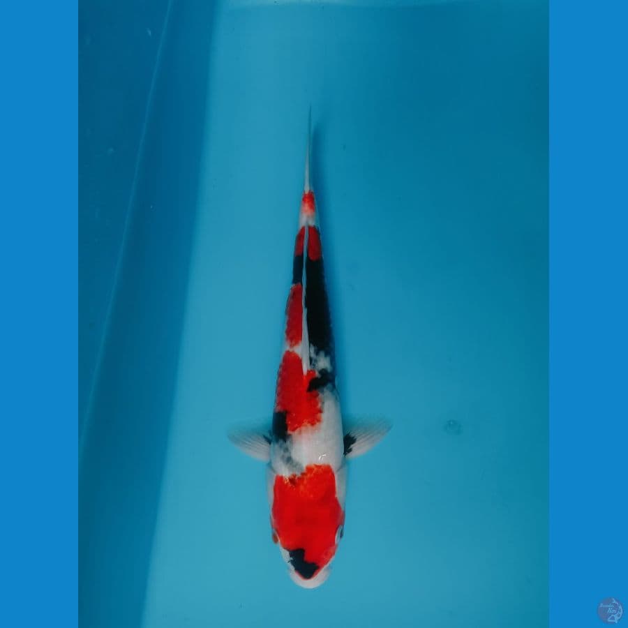 SHOWA SANSHOKU 39CM