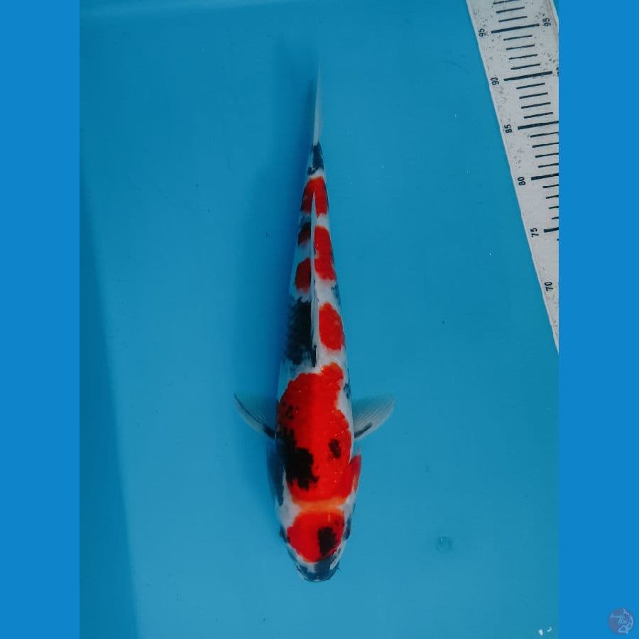 SHOWA SANSHOKU FEEMALE 42cm