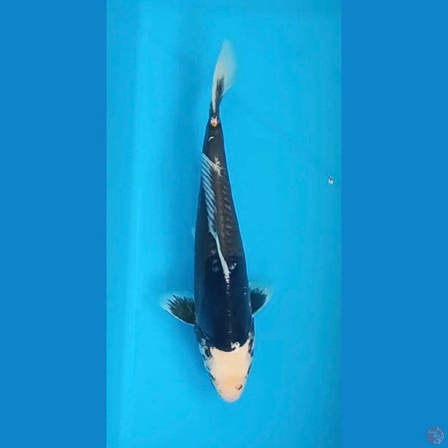 Motogoro Kumon antik - 30cm male