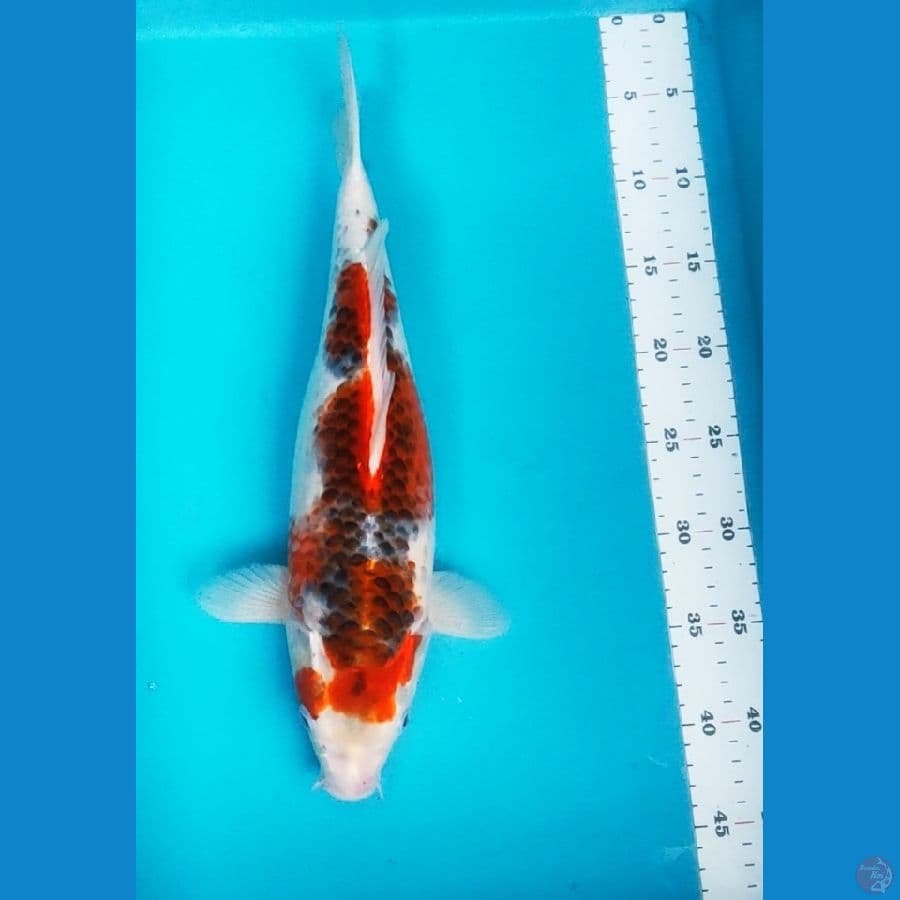 goshiki bulky 38cm