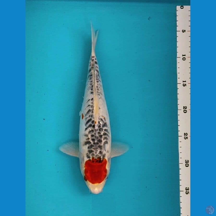 tancho goshiki 30cm