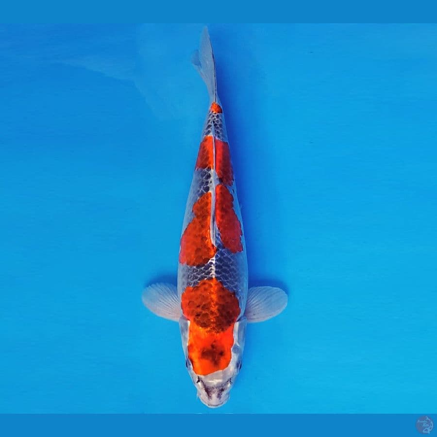 ARISAKA 2 - GOSHIKI 34 cm/fm ®