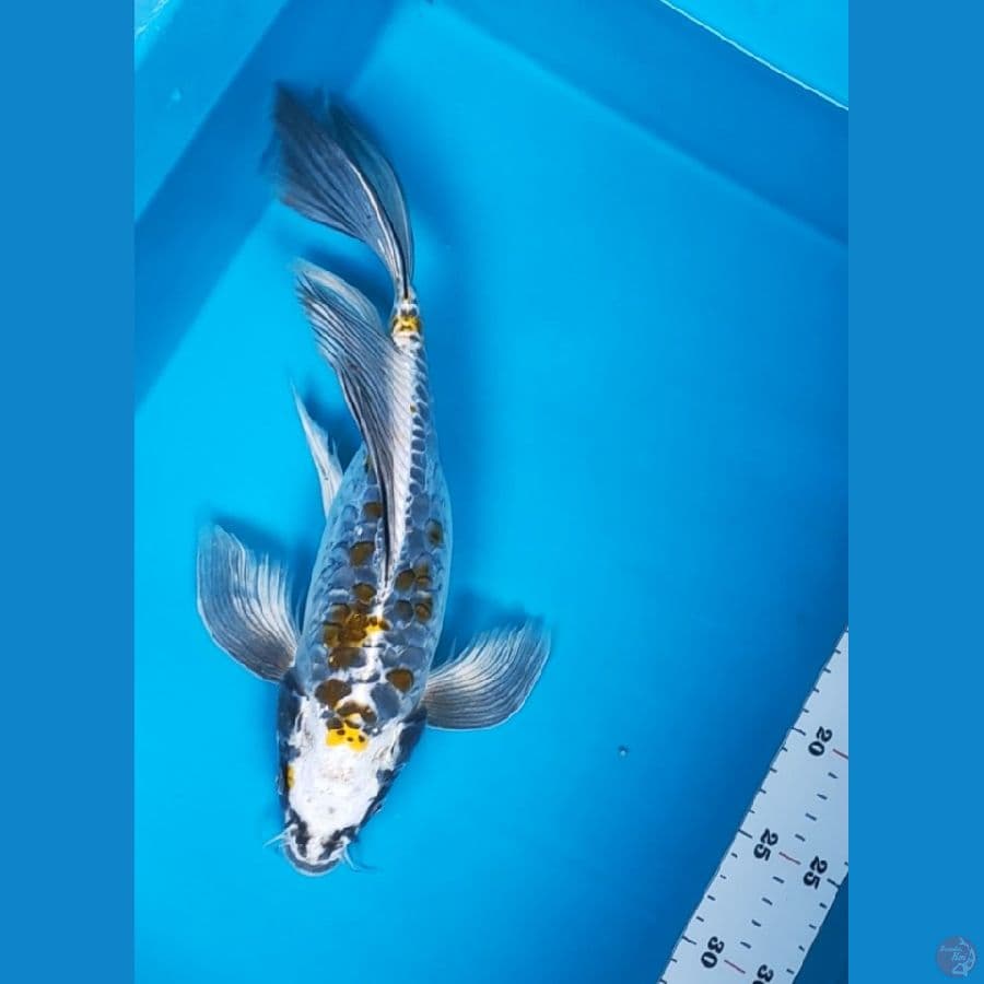 kumpay antik 34cm