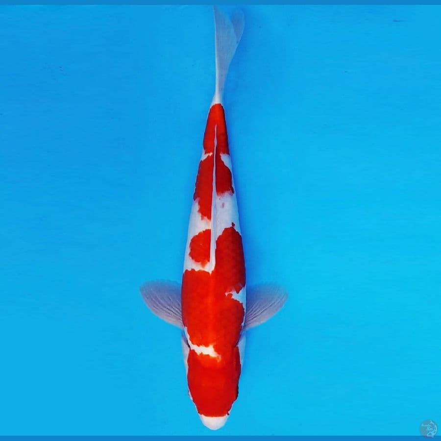 ARISAKA 4 - KOHAKU 33 cm/male ®