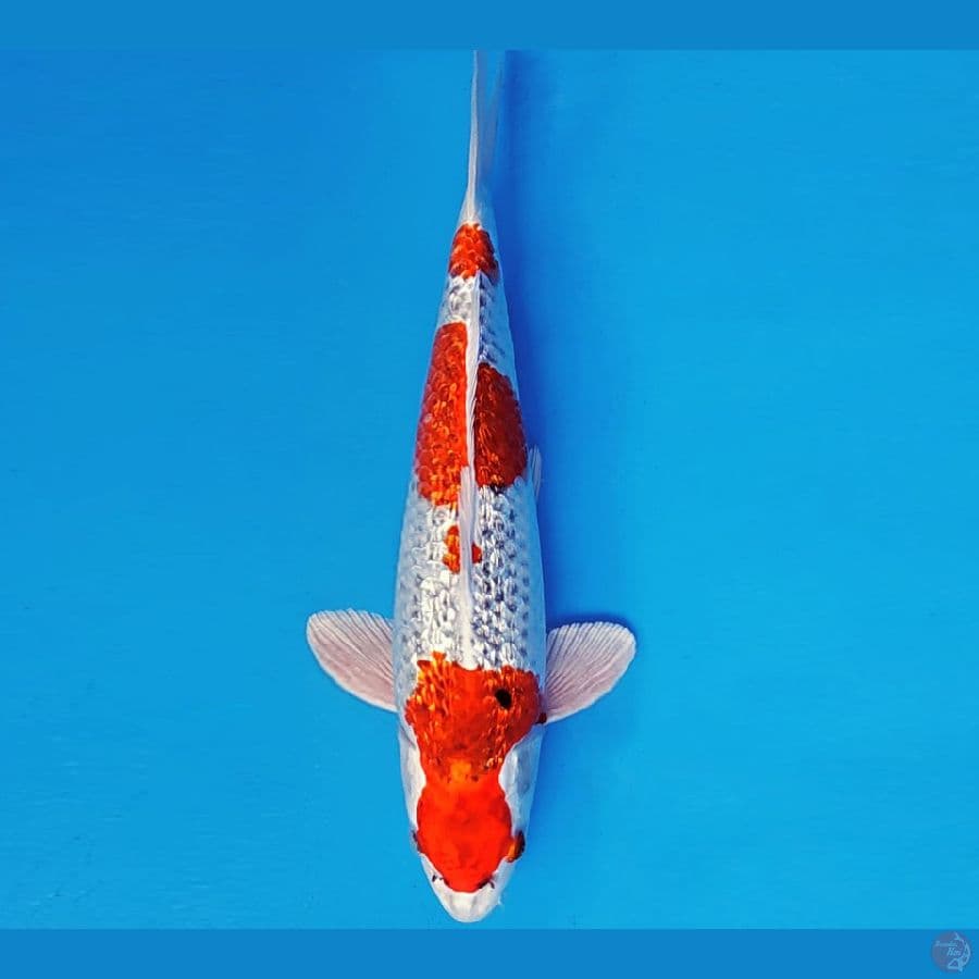 ARISAKA 7 - KUJAKU GIN RIN 33 cm/male ®