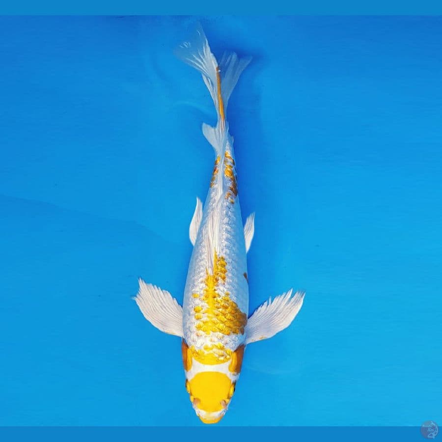 ARISAKA 8 - HARIWAKE KUMPAY GIN RIN 39 cm/fm ®