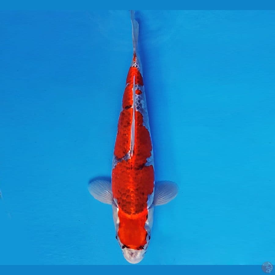 ARISAKA 10 - GOSHIKI 35 cm/fm ®