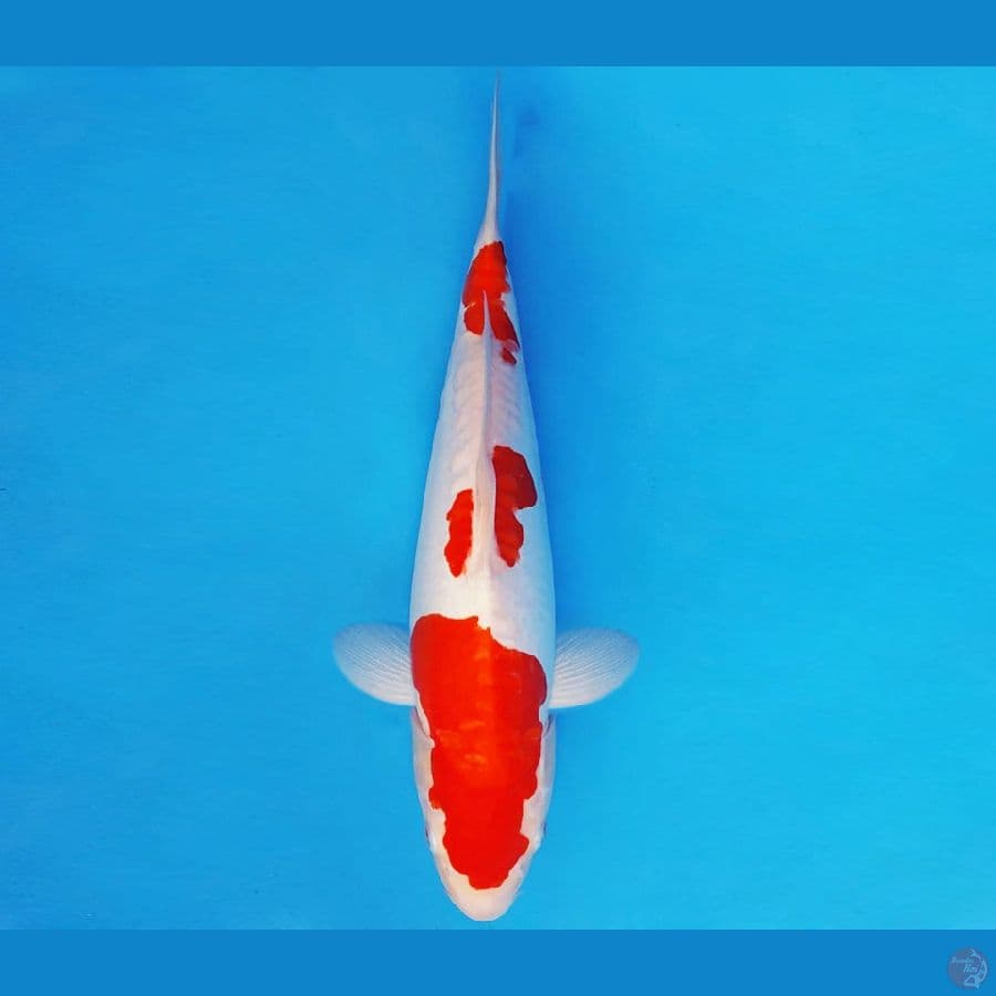 ARISAKA 11 - KOHAKU DOITSU 35 cm/fm ®