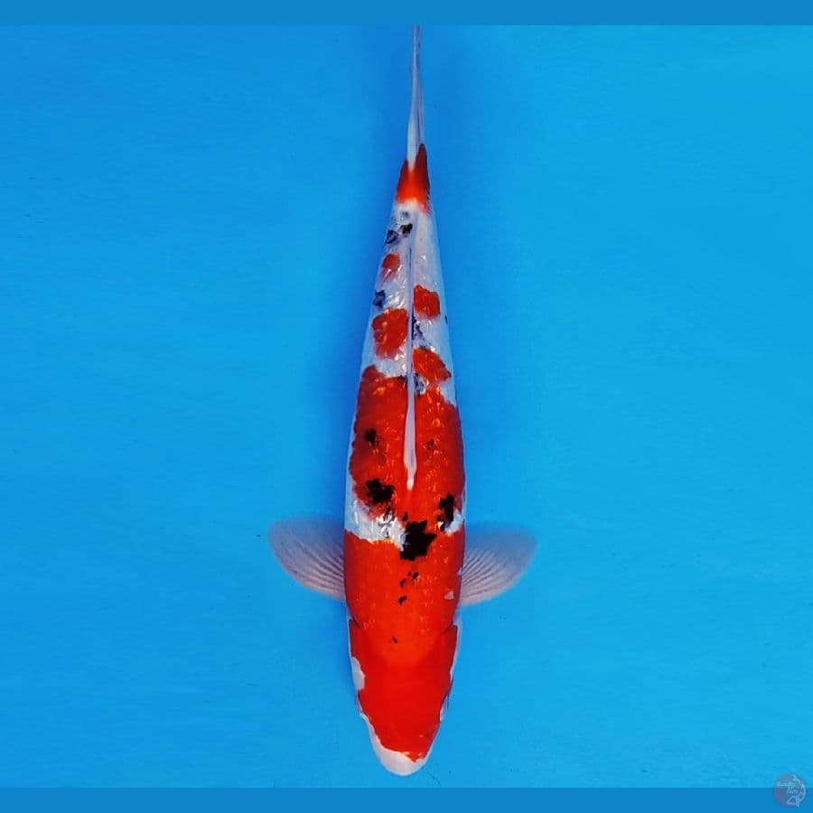 ARISAKA 12 - SANKE GIN RIN 34 cm/fm ®