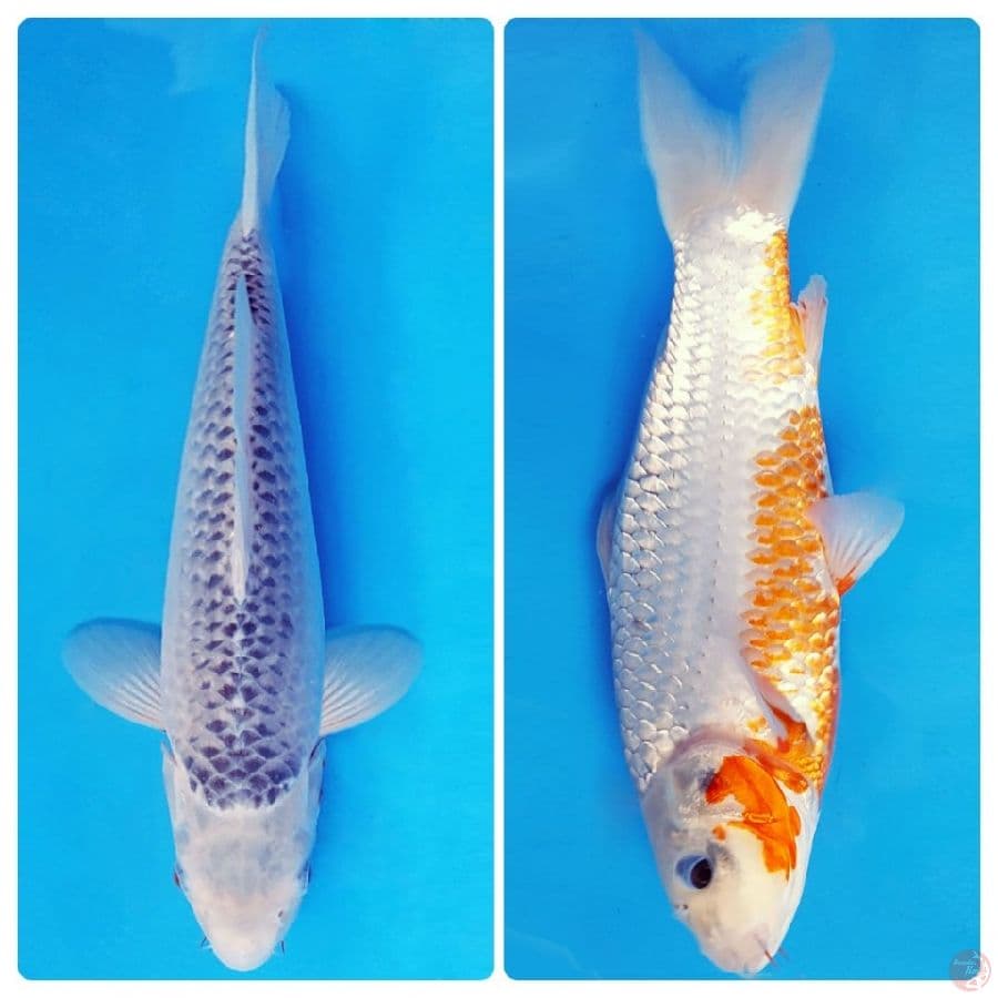 ARISAKA 16 - ASAGI 33 cm/fm ®