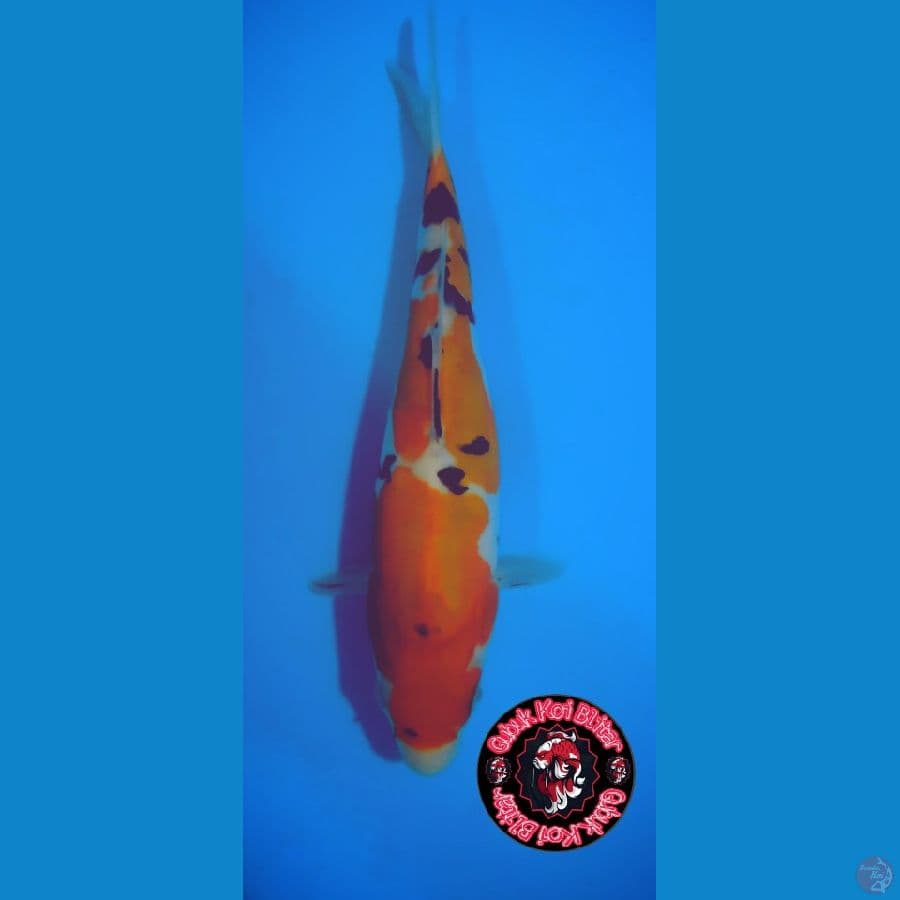 Genchi 2 ~ sanke doitsu 22 cm