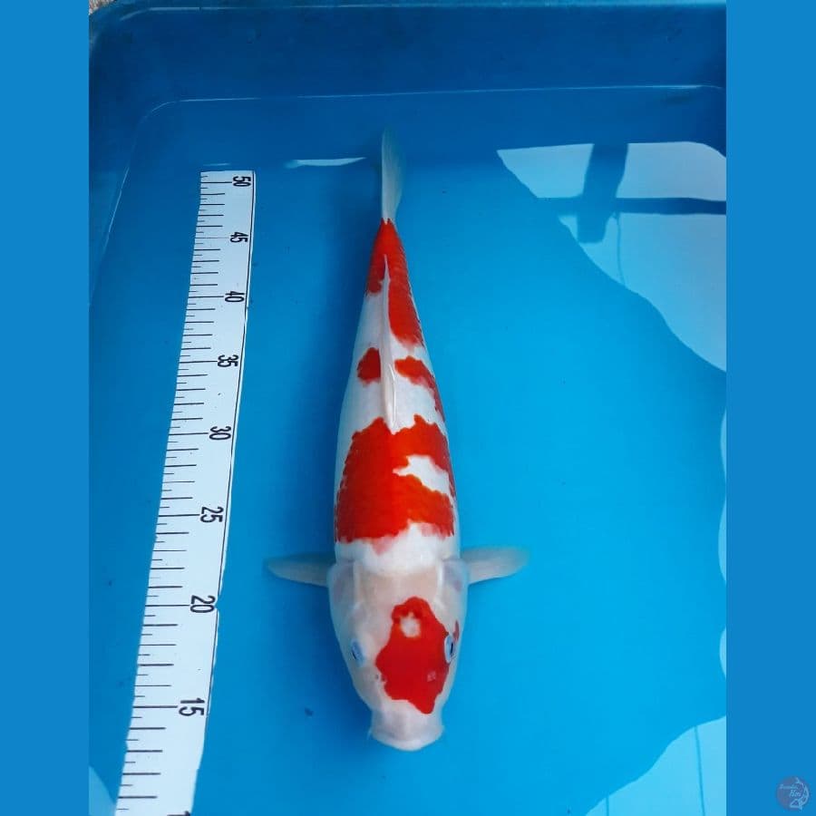 kohaku m 38