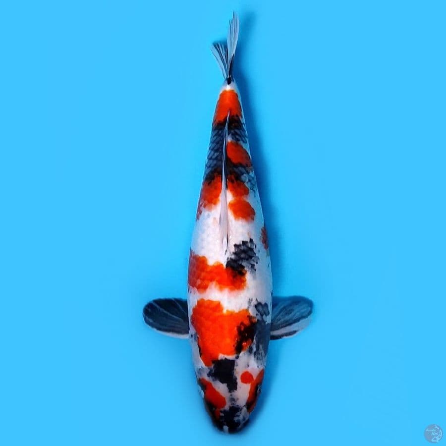 Kindai Showa 43cm