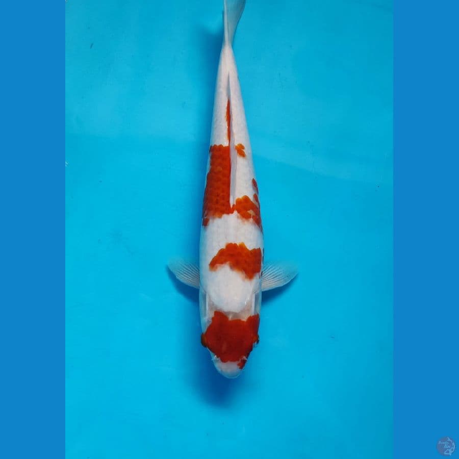 maruten kohaku