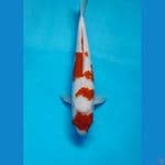 maruten kohaku 