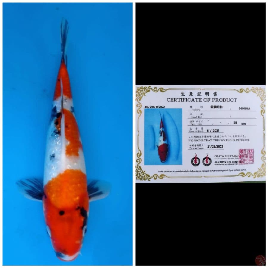 Ogata Showa Ginrin