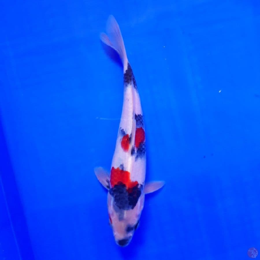Kindai Showa 22cm