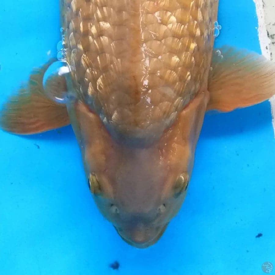 Midori bulky punuk unta 40cm