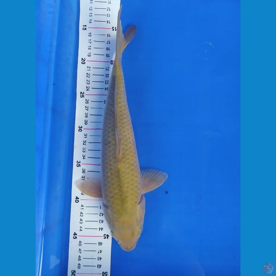 midori 32 cm bulky