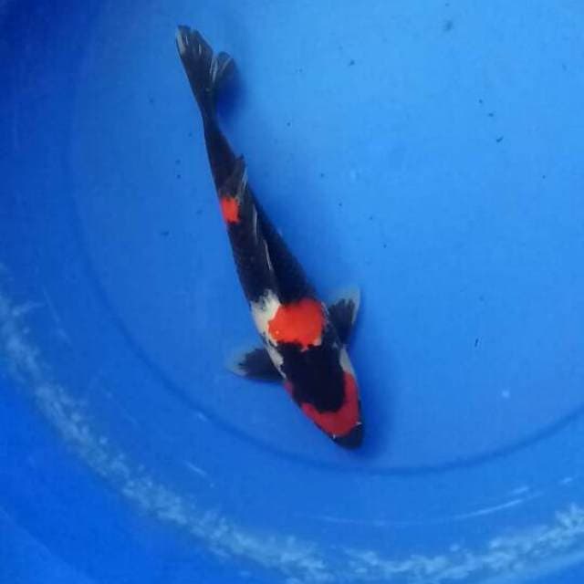 showa male 27cm