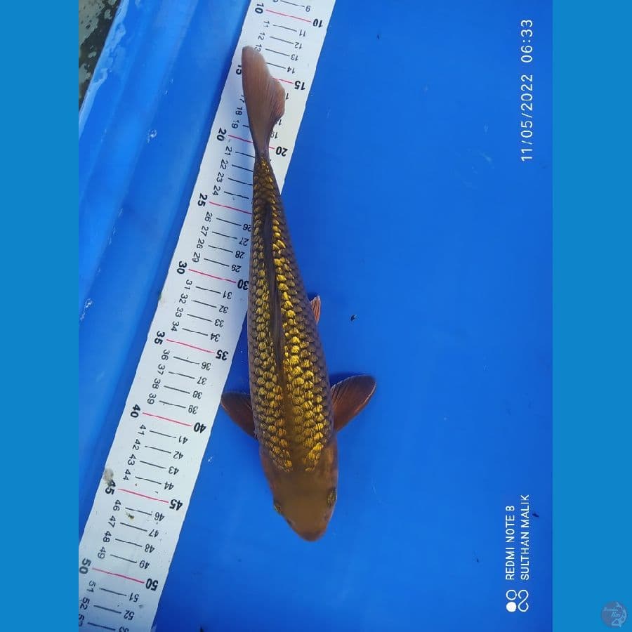 chagoi tembaga ginrin jos 31 cm