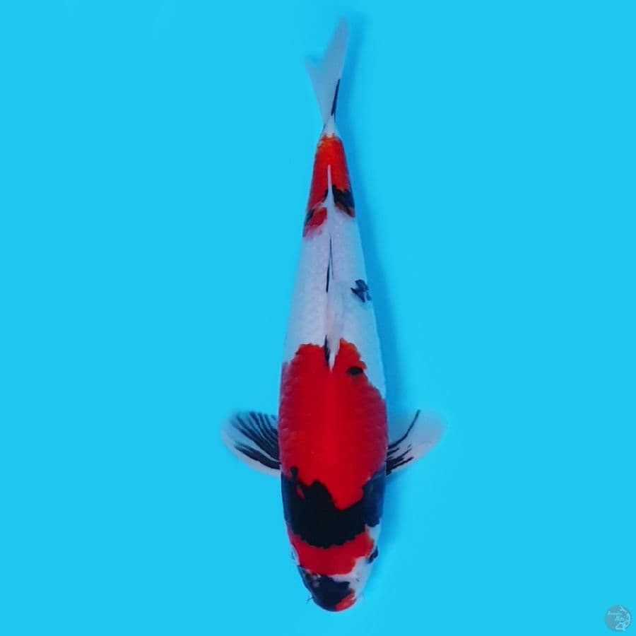 Showa Shansoku 40cm Merah strong