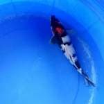 Tancho showa 30cm male