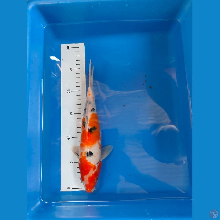 showa 27 cm