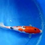 sanke 28cm female