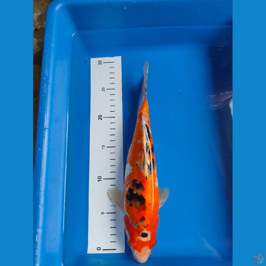 sanke 29 cm