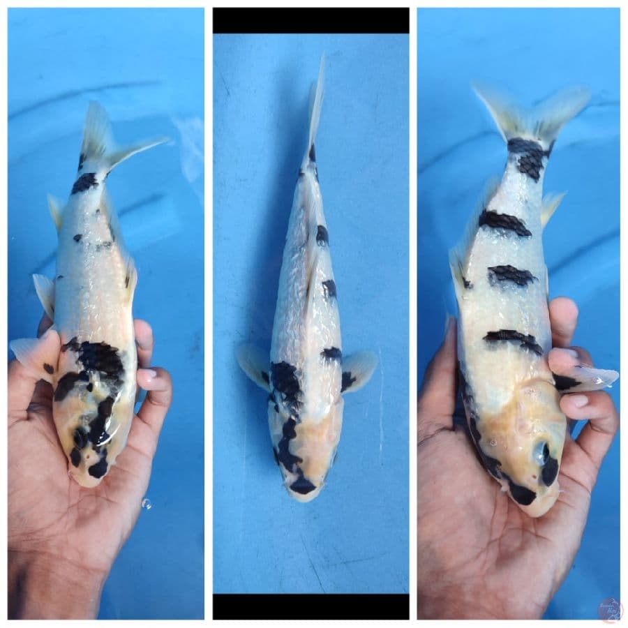 HQ gindrin shiro calon joss 25 cm