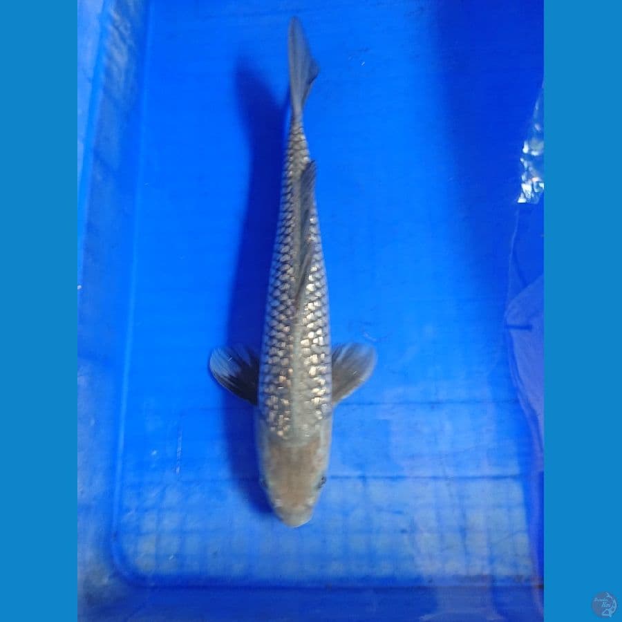 soragoi 35 cm
