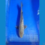 soragoi 35 cm