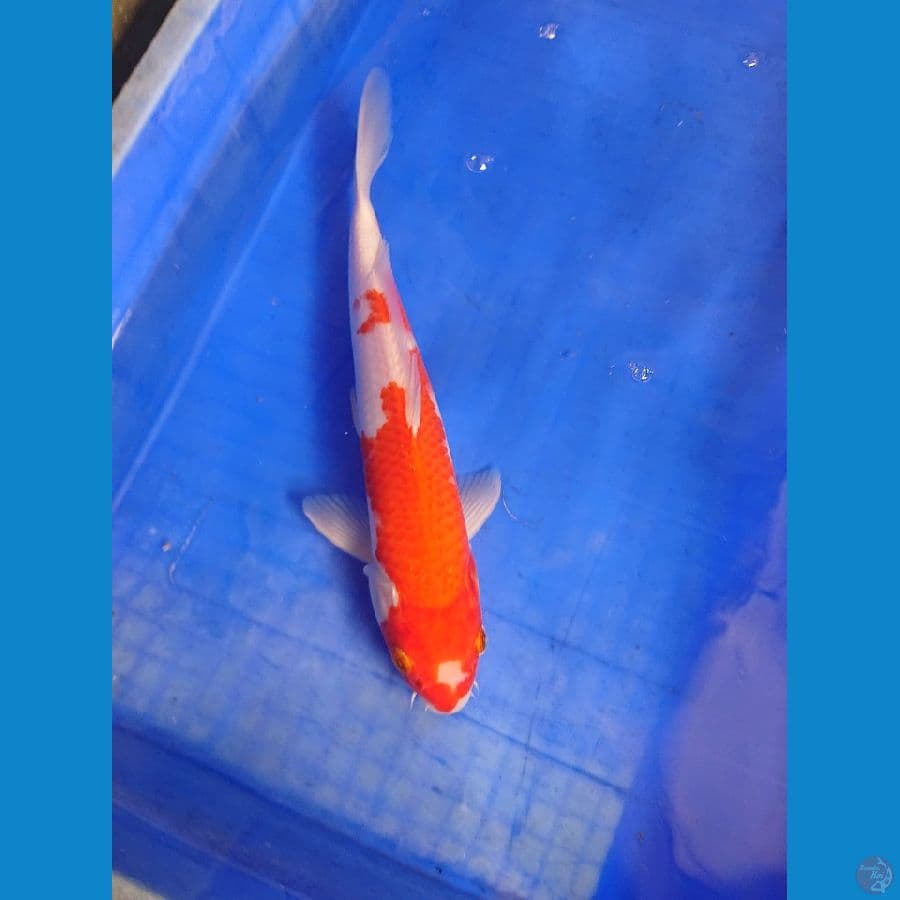 kohaku 30 cm