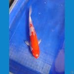 kohaku 30 cm