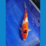 beni kumon 37 cm