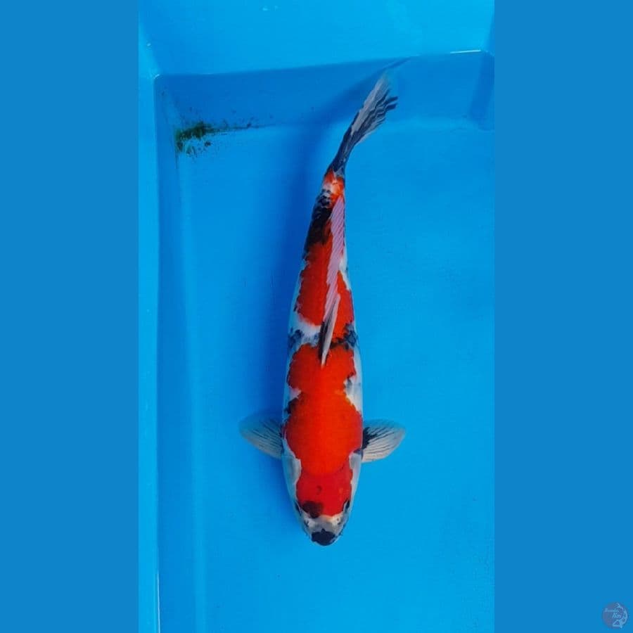 SHOWA NAZUMA 45 cm