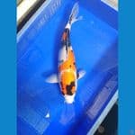 showa 40 cm