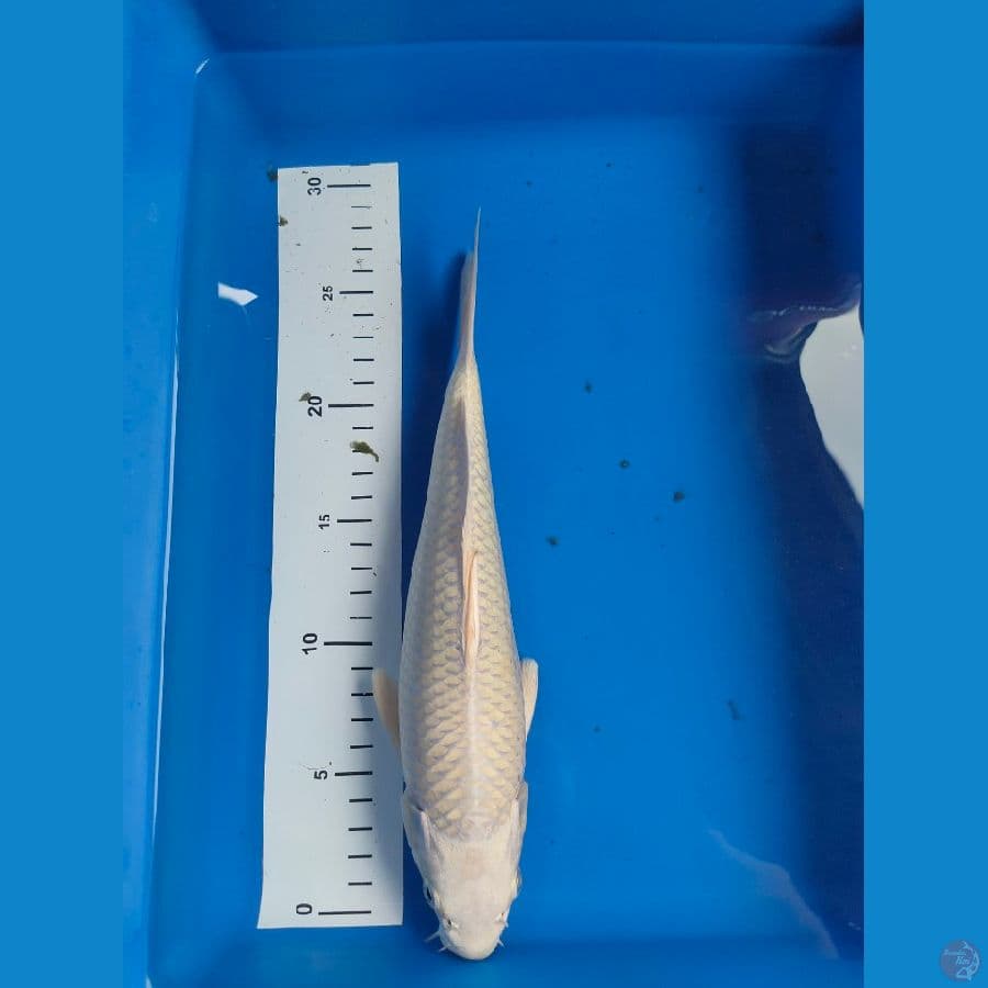 platinum 28 cm