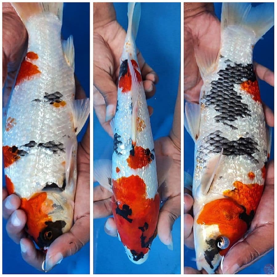 Bahan Kindai showa gindrin 30cm jantan