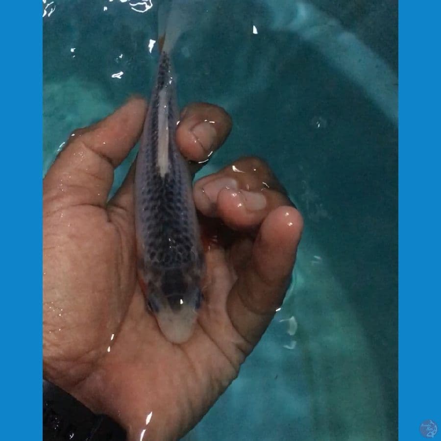 ASAGI SQ 12cm