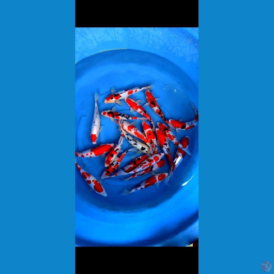grade A 20 pcs,, 29 33 cm , merah originall