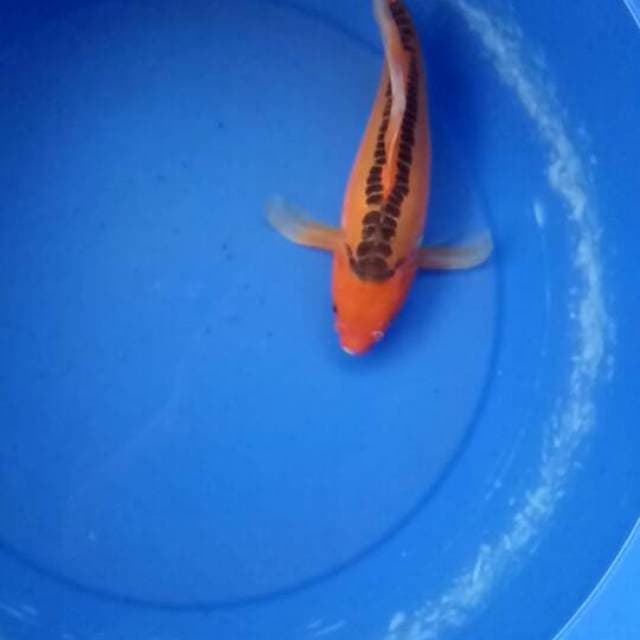 Shu-sui slayer 30cm female