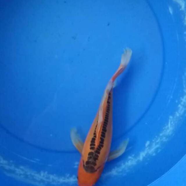 Shu-sui slayer 30cm female