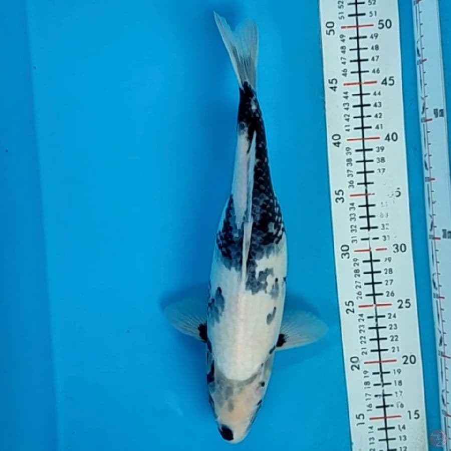 siro 35cm/fmle
